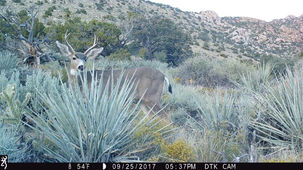 Deer in the Desert1.JPG