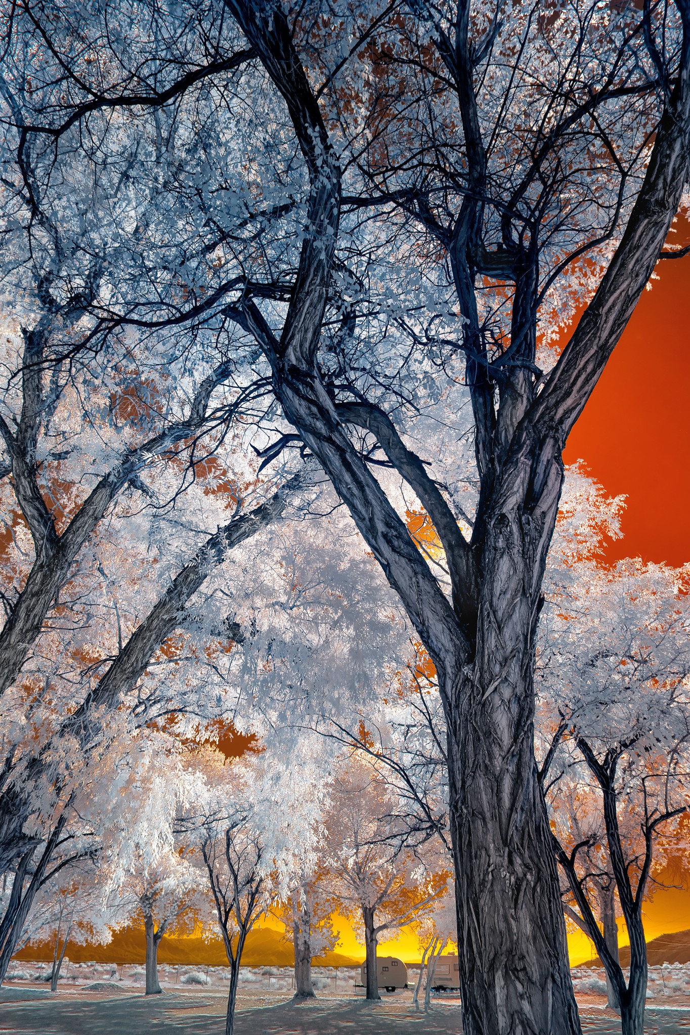 Millpond IR Fall color.jpg