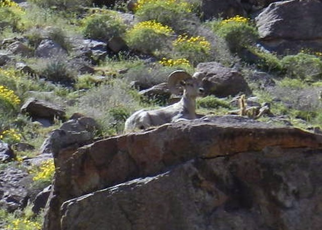 Trying to get a closer look by simply cropping down from the original photo.  Pixelation pretty visible.