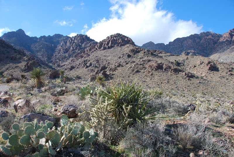 Desert Scenery 5