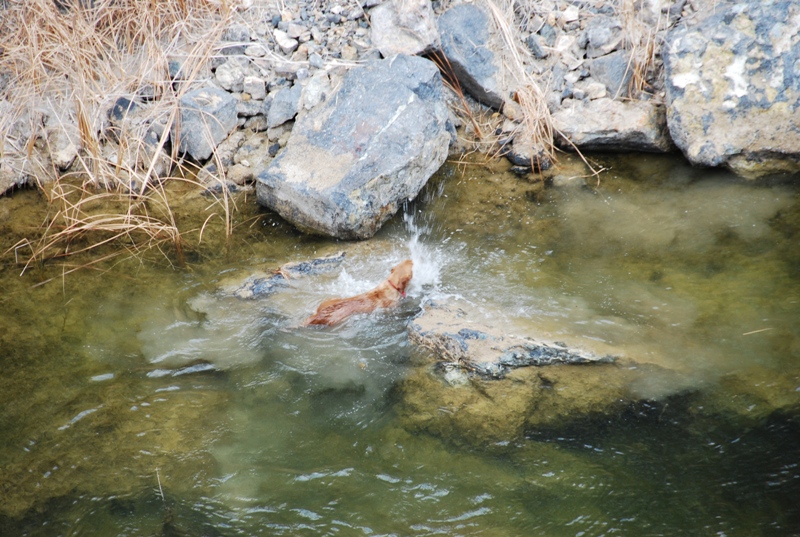 Vegas Swimming at Vulcan Mine