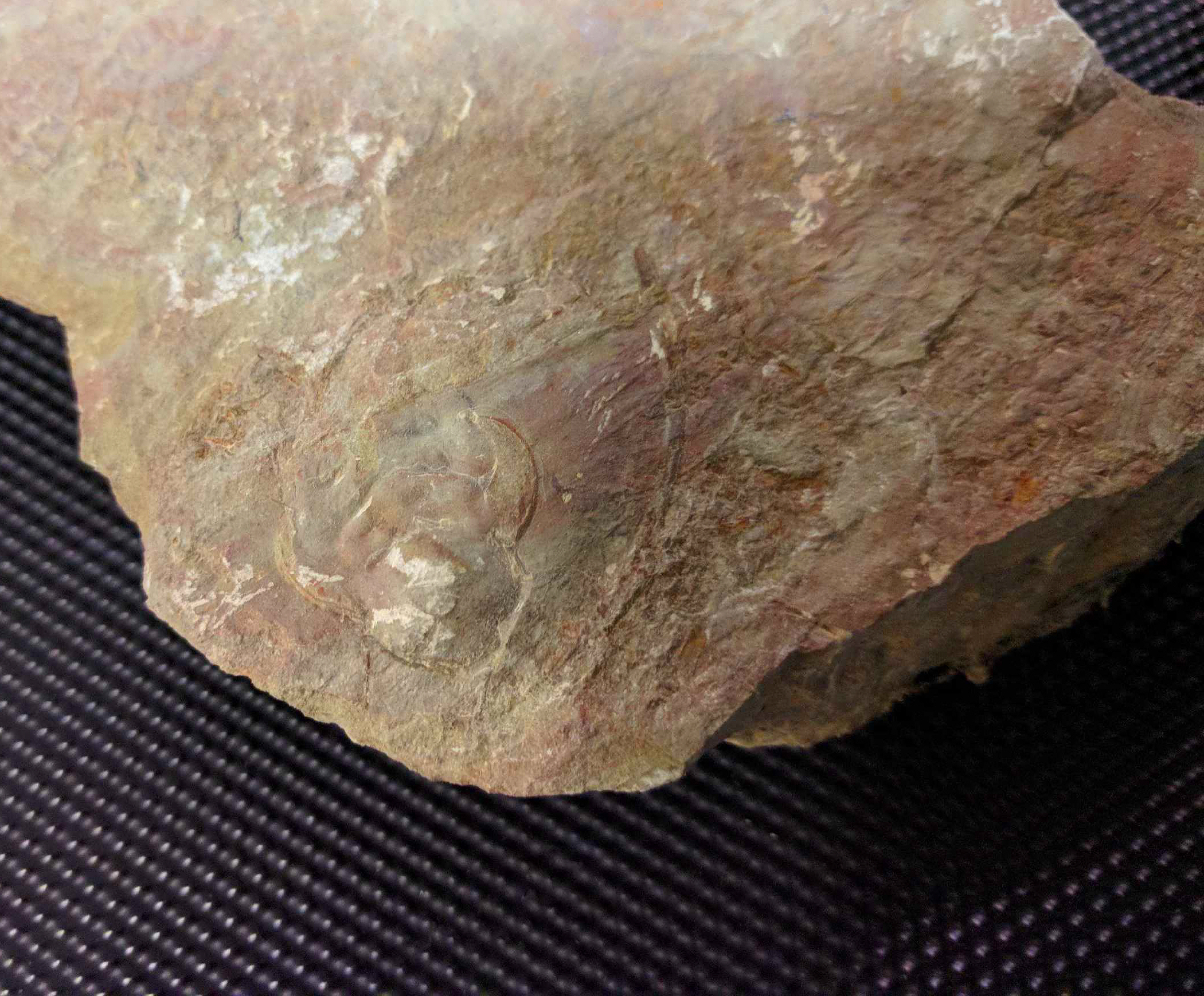 trilobite2.jpg