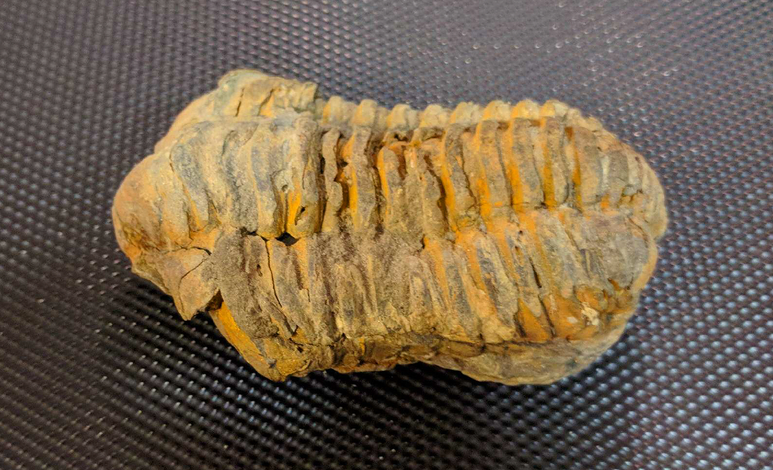 trilobite1.jpg