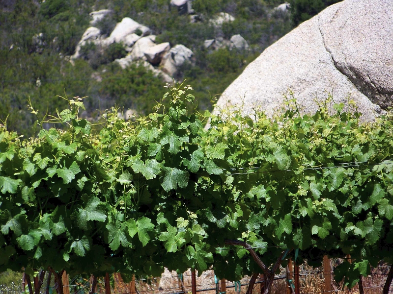 Hawk Watch Vineyards.jpg