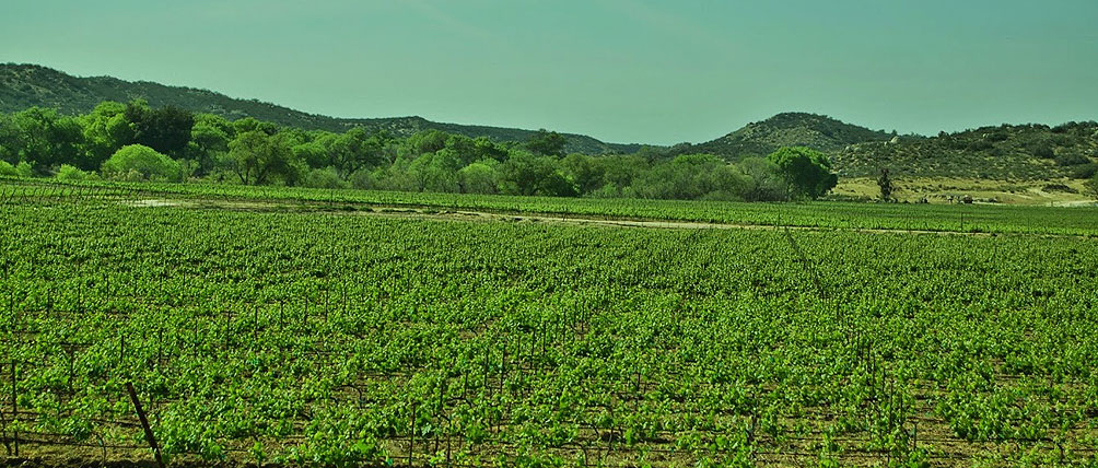 Emerald Creek Vineyards.jpg