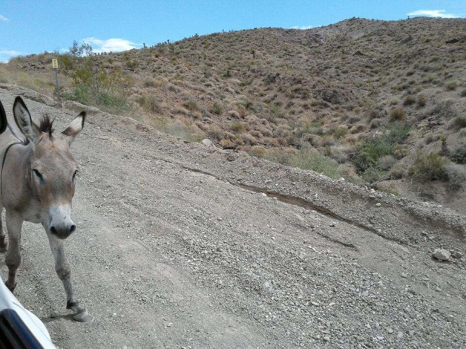 Oatman5.jpg