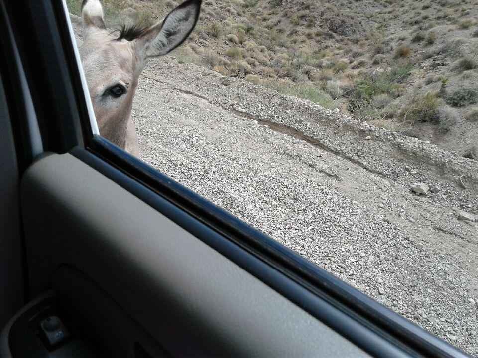 Oatman6.jpg