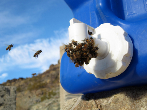 A few of the hundreds of bees that followed us around....