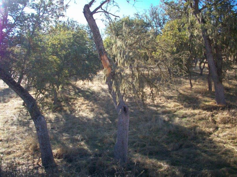 C - Private Lands - Oak Woodland.