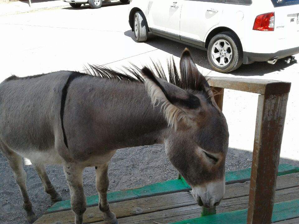 Oatman7.jpg